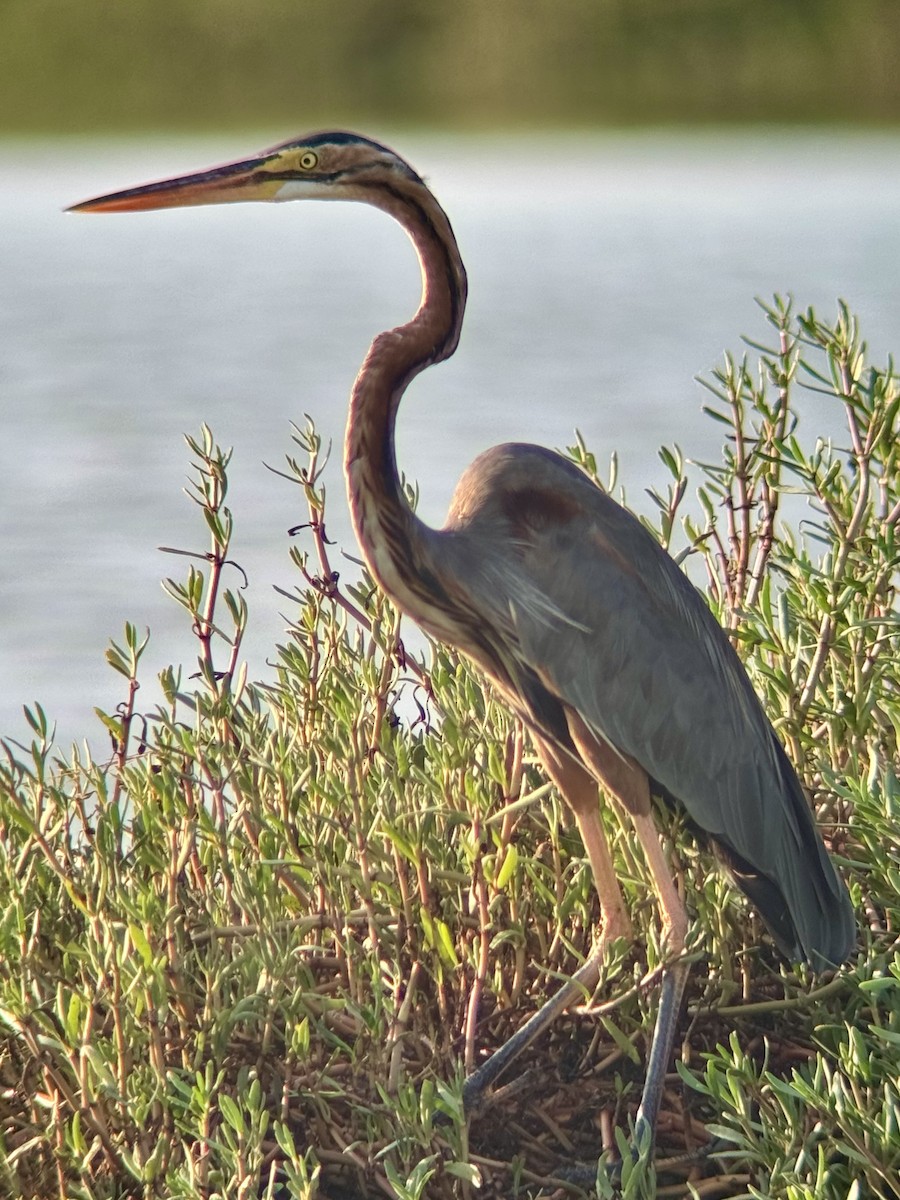 紫鷺 - ML646727740