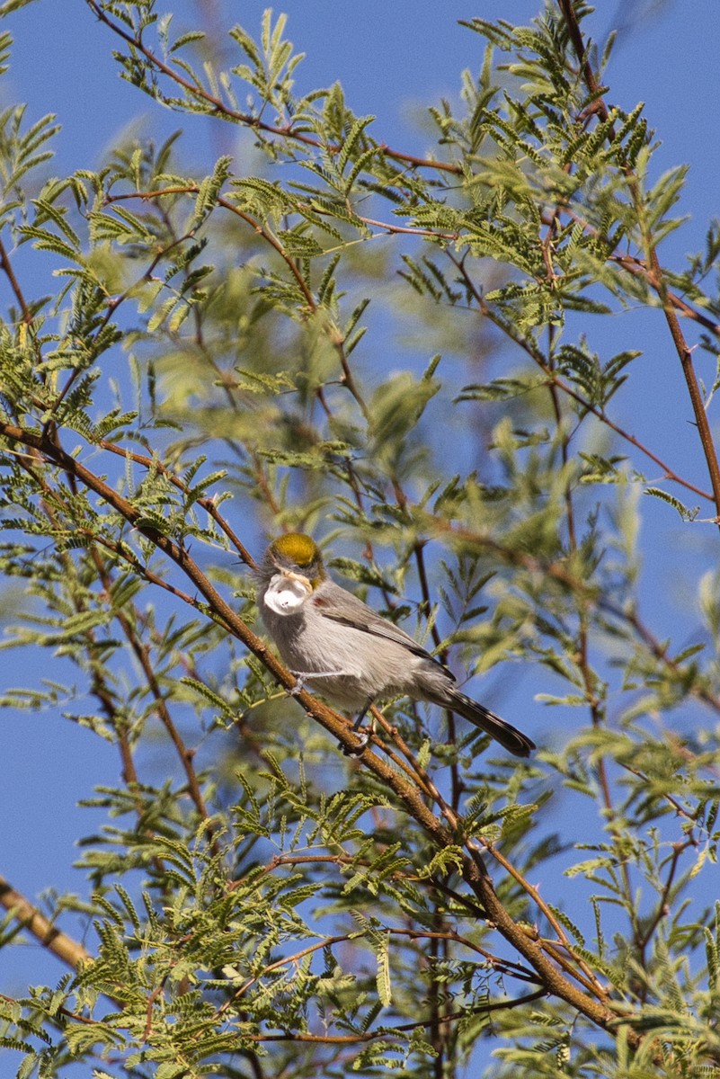 Verdin - ML646727741