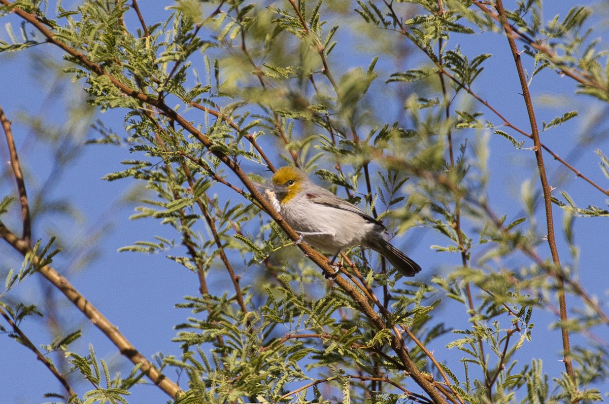 Verdin - ML646727742