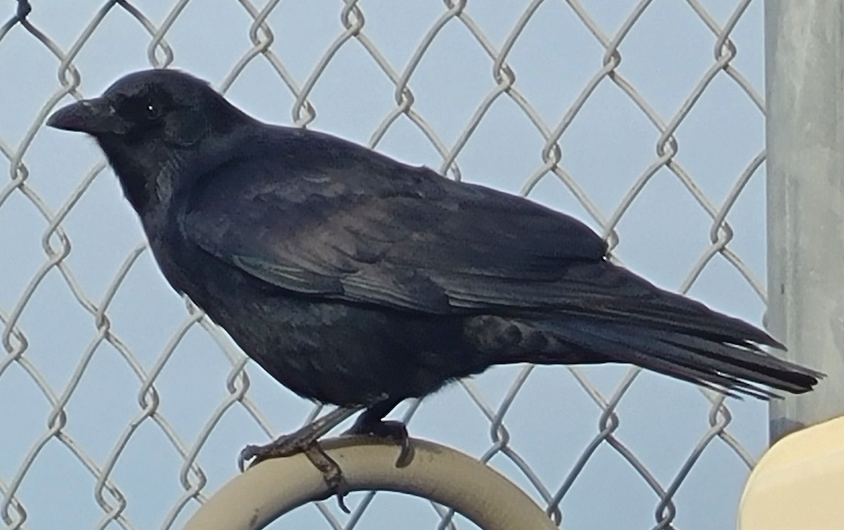 Fish Crow - ML646727746
