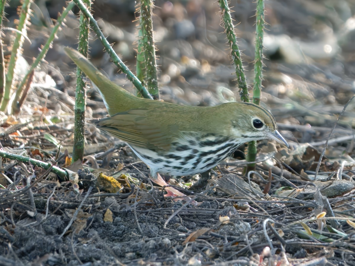 Ovenbird - ML646727749