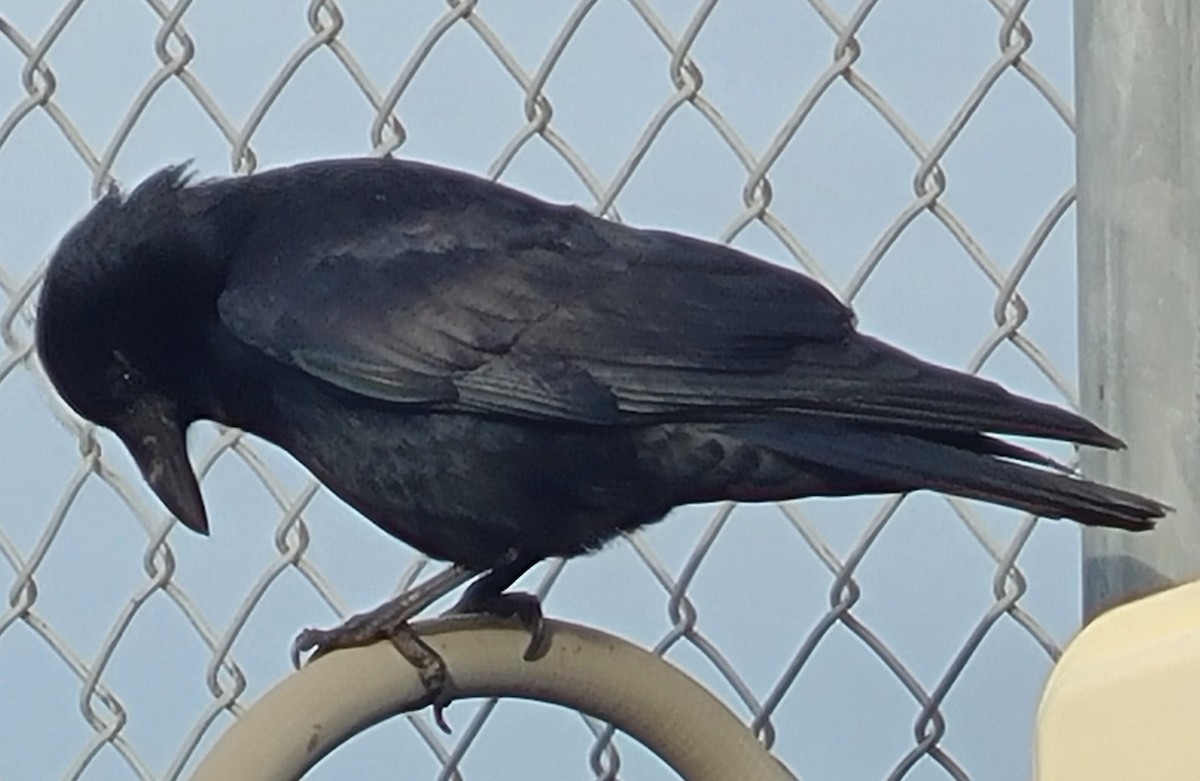 Fish Crow - ML646727751