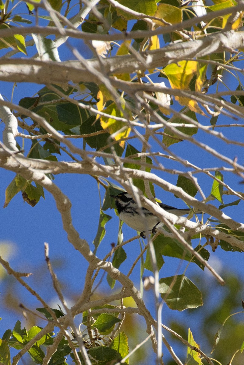 Black-throated Gray Warbler - ML646727753