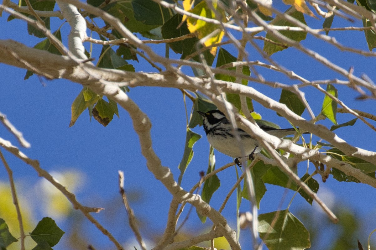 Black-throated Gray Warbler - ML646727754