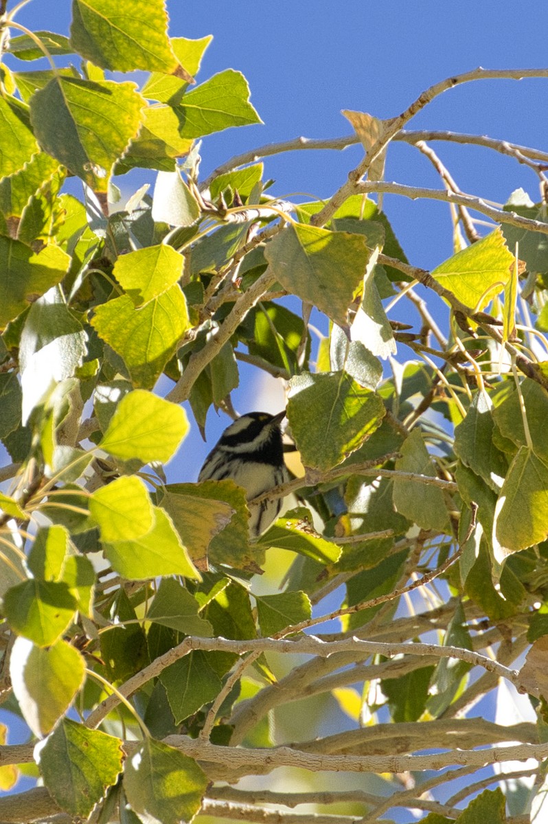 Black-throated Gray Warbler - ML646727755