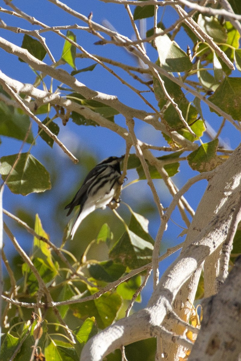 Black-throated Gray Warbler - ML646727756