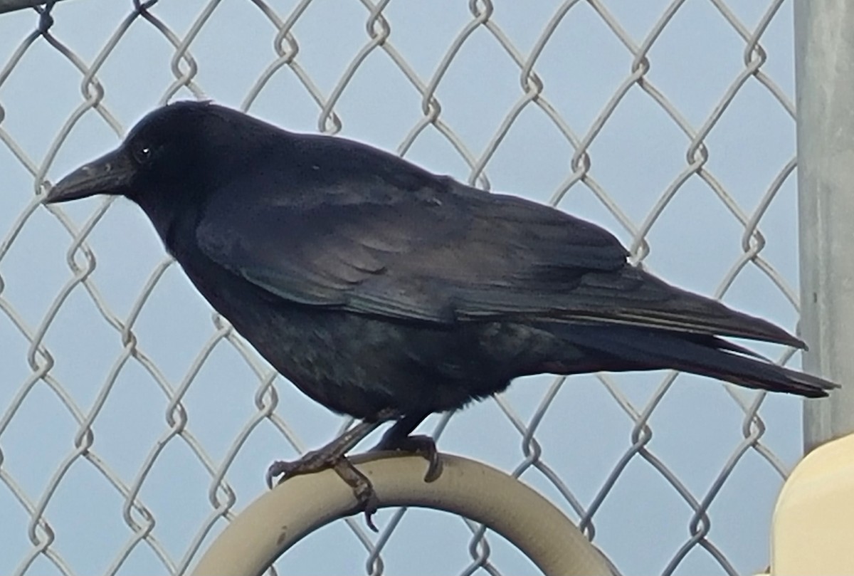 Fish Crow - ML646727757