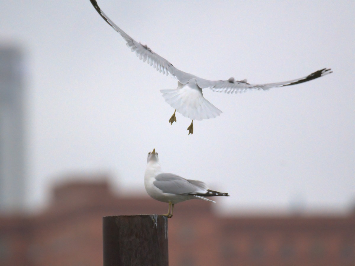 Ring-billed Gull - ML646727758