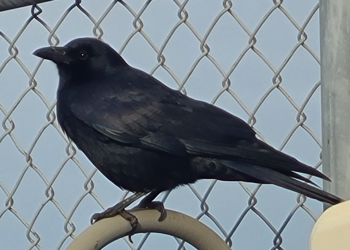 Fish Crow - ML646727759