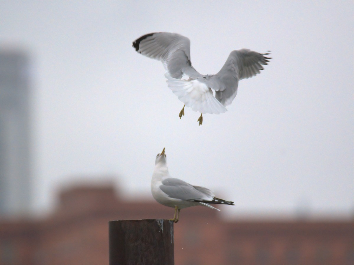 Ring-billed Gull - ML646727760