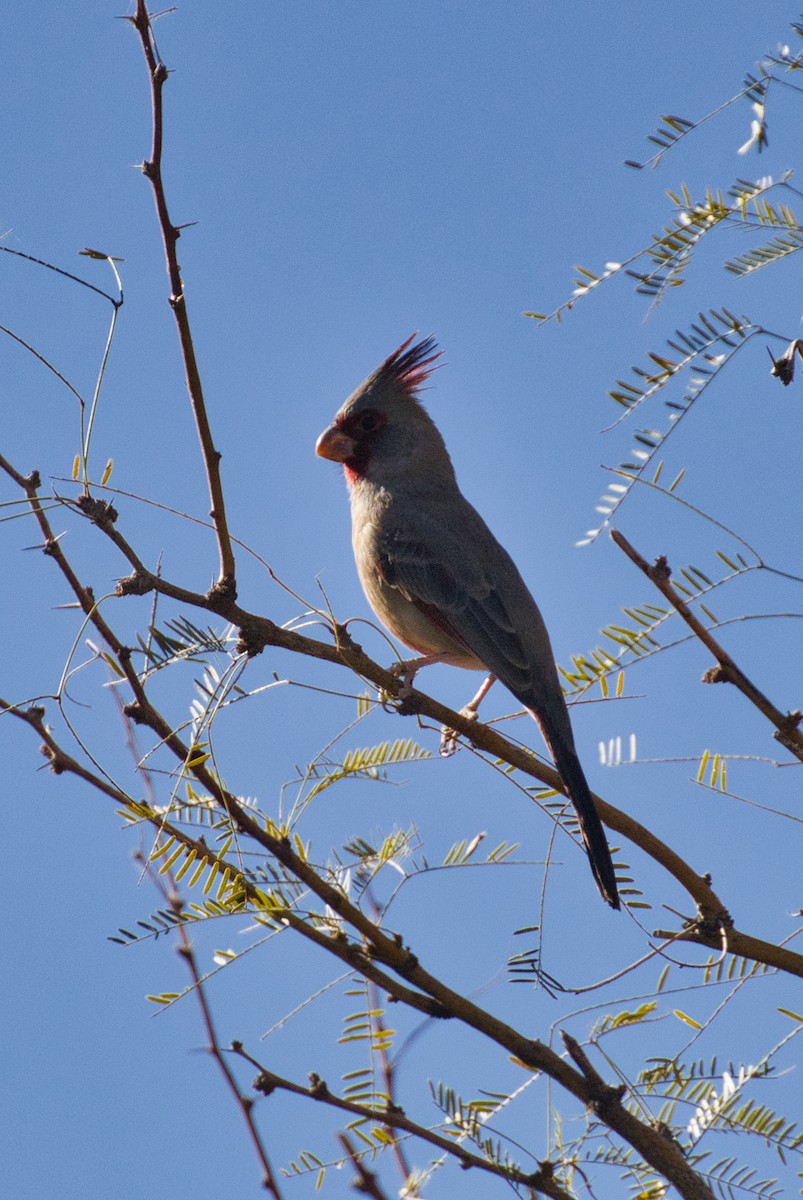 Pyrrhuloxia - ML646727762