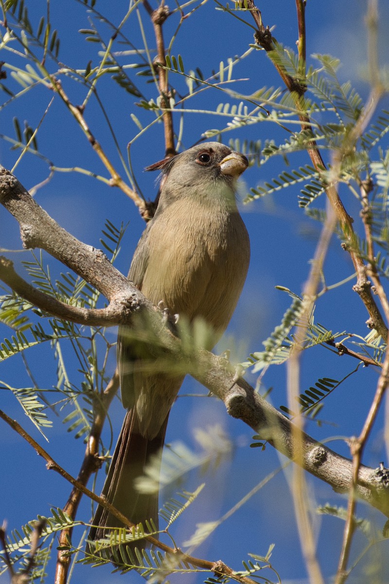 Pyrrhuloxia - ML646727763