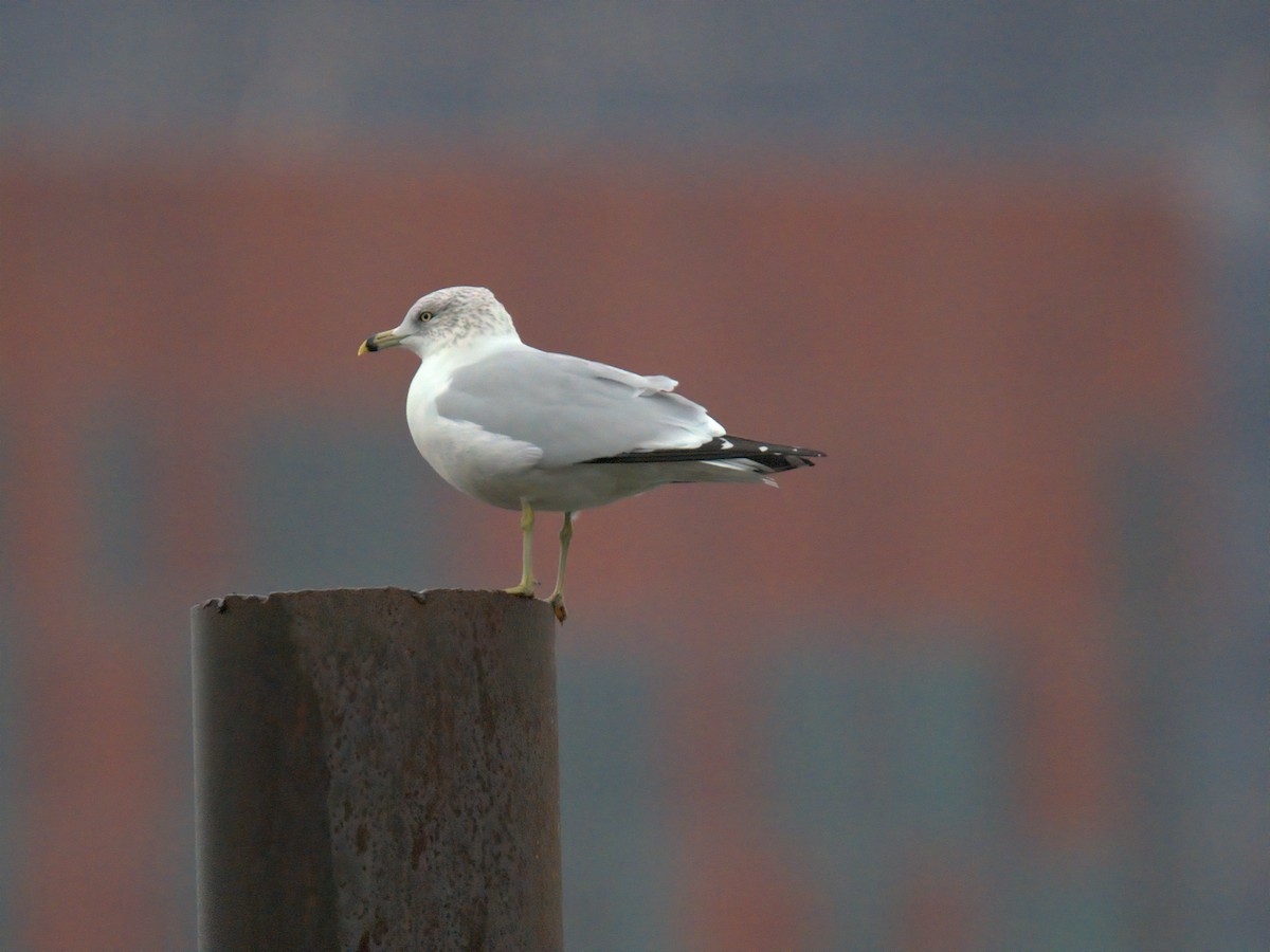 Ring-billed Gull - ML646727764