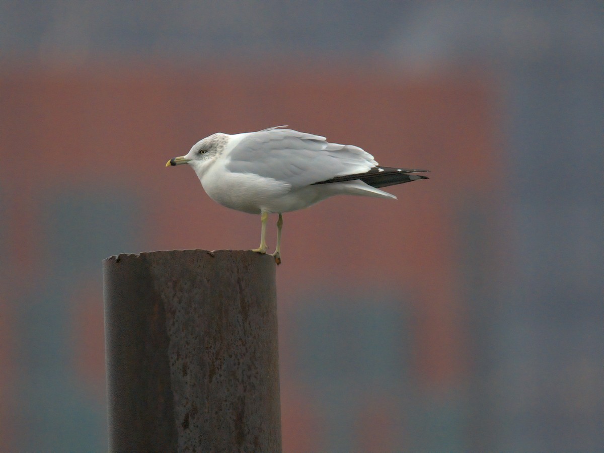 Ring-billed Gull - ML646727767