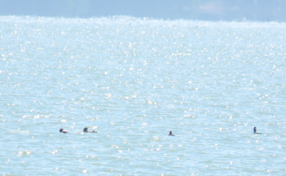 コスズガモ - ML646727768