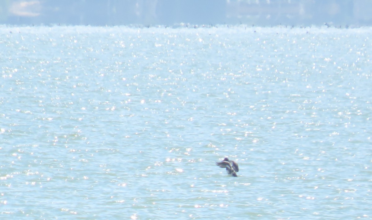 コスズガモ - ML646727769