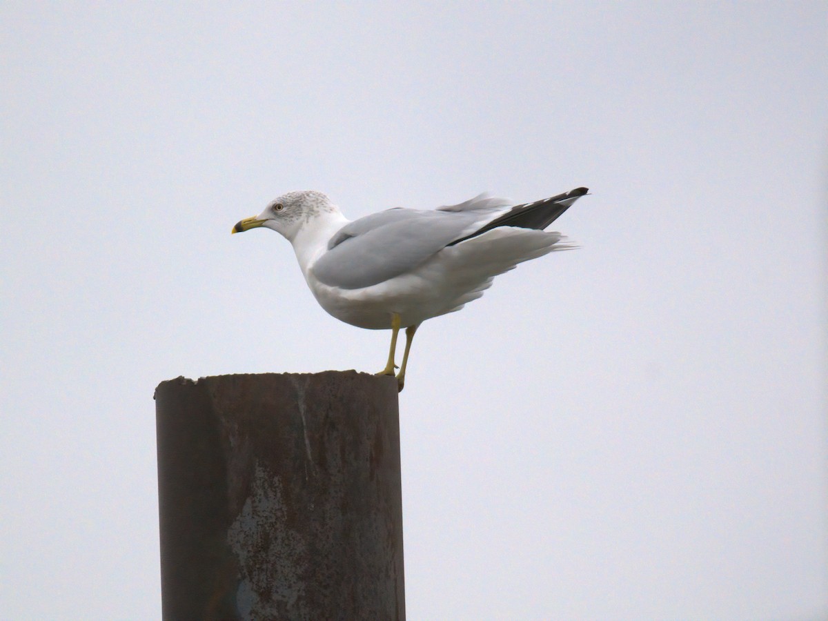 Ring-billed Gull - ML646727770