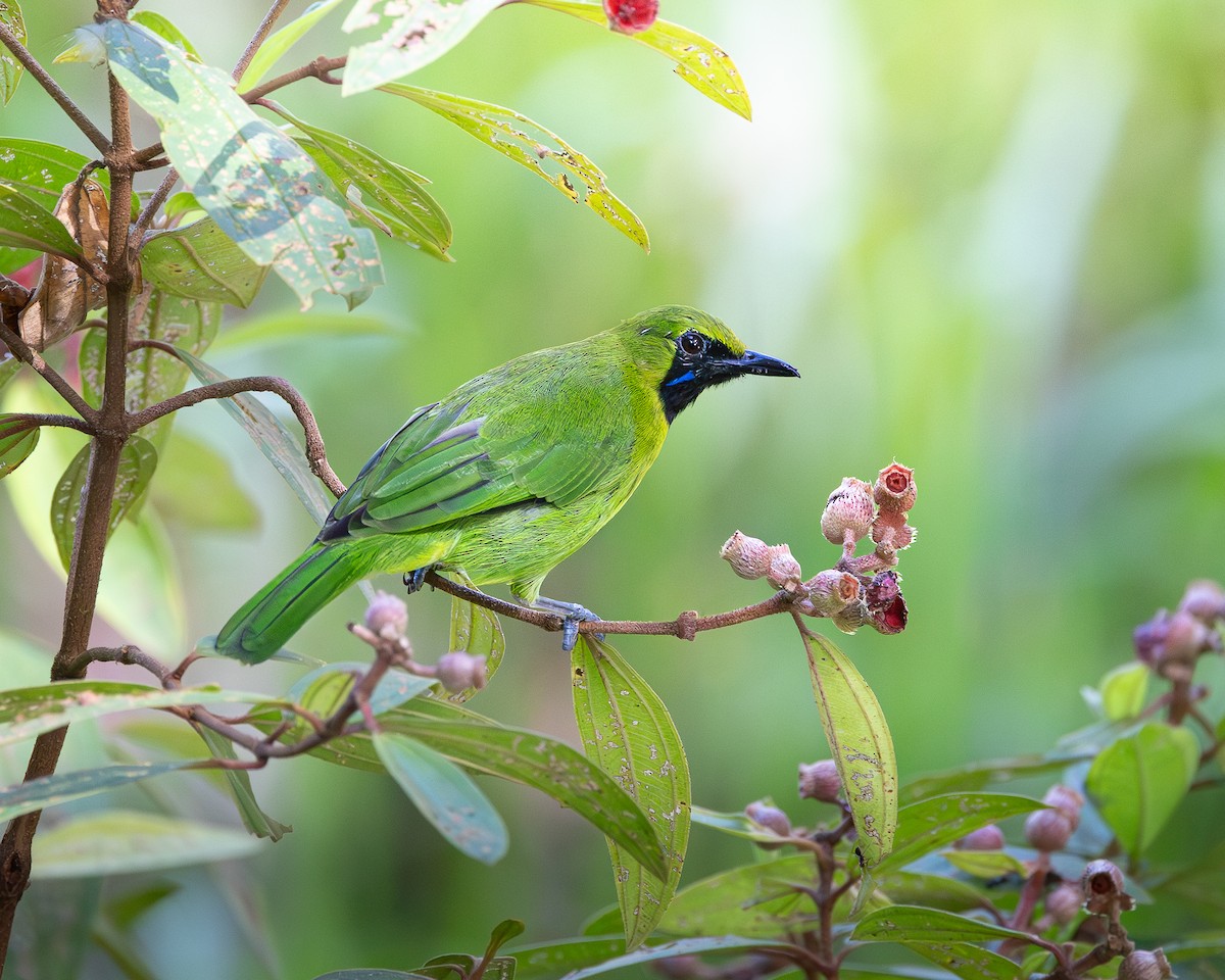 Lesser Green Leafbird - ML646727771