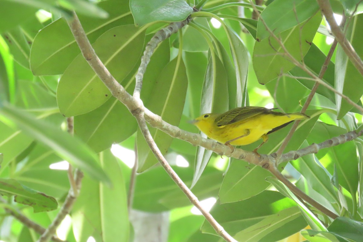 Northern Yellow Warbler - ML646727772