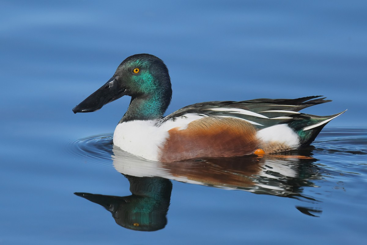 Löffelente - ML646727773