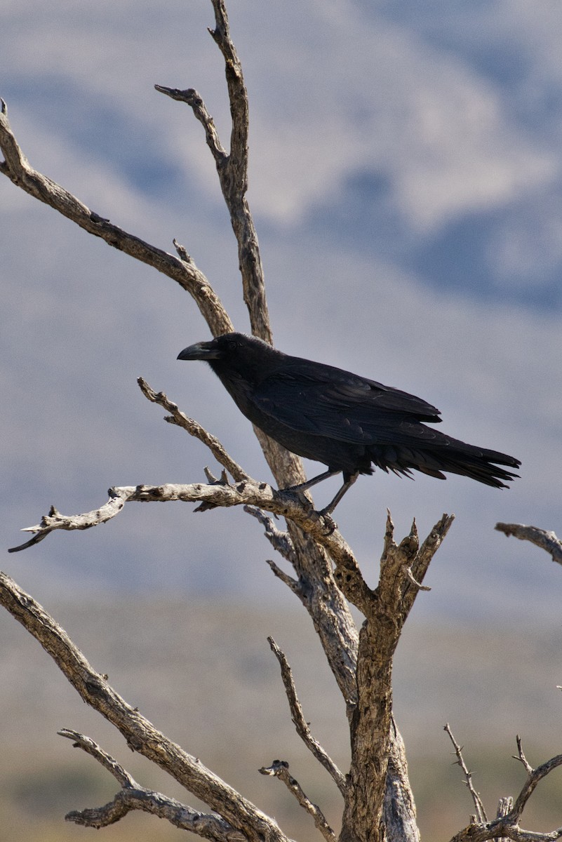 Common Raven - ML646727774