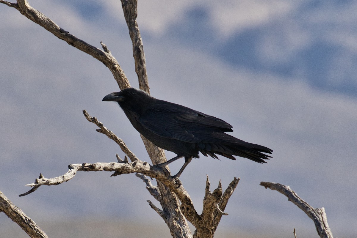 Common Raven - ML646727775