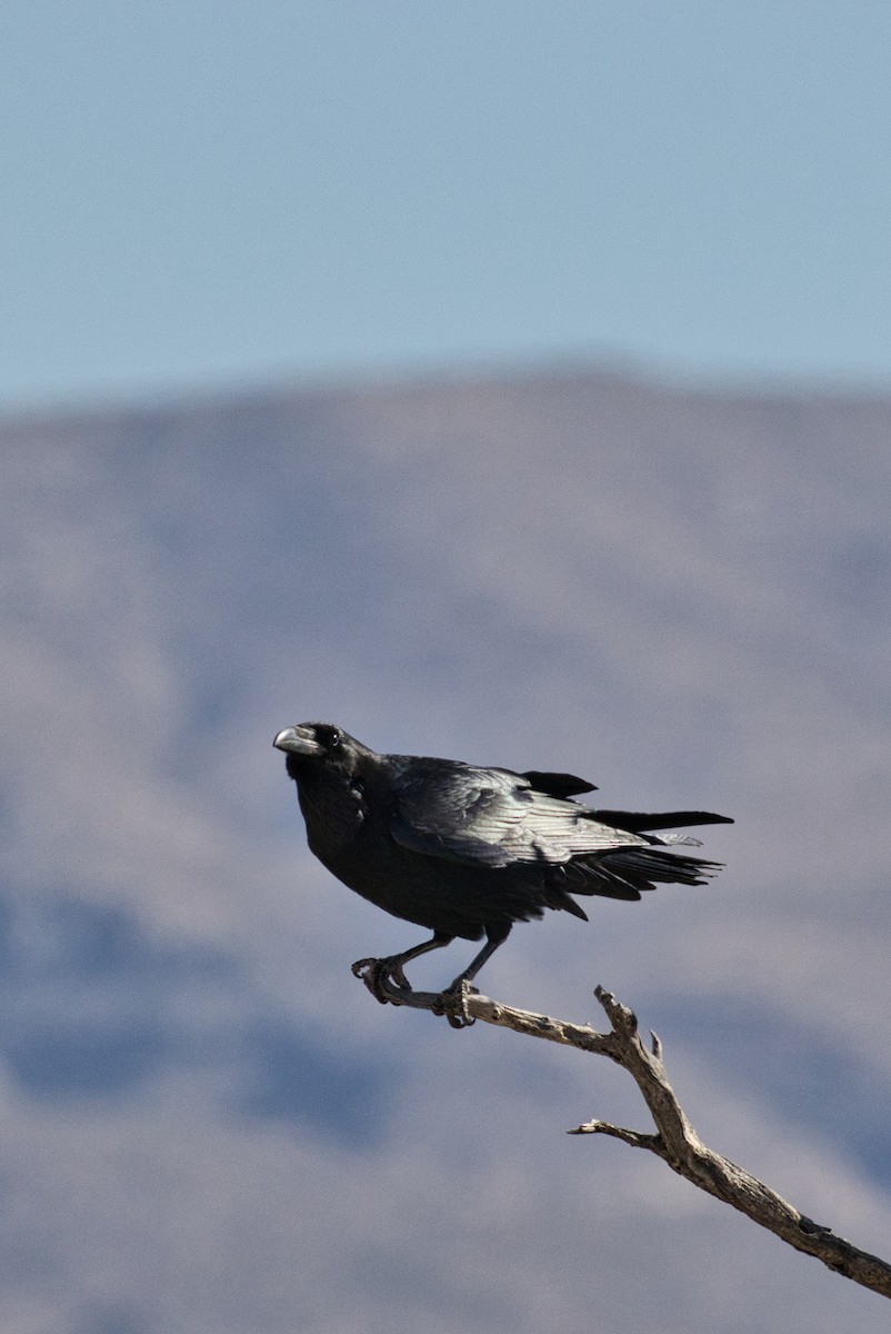 Common Raven - ML646727776