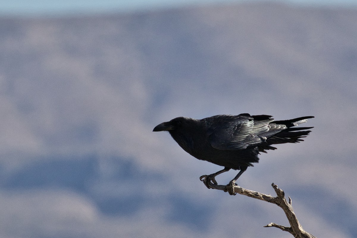 Common Raven - ML646727777
