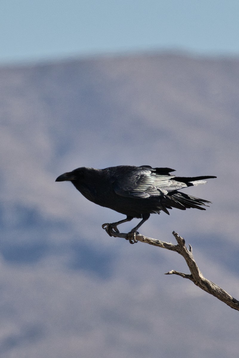 Common Raven - ML646727778