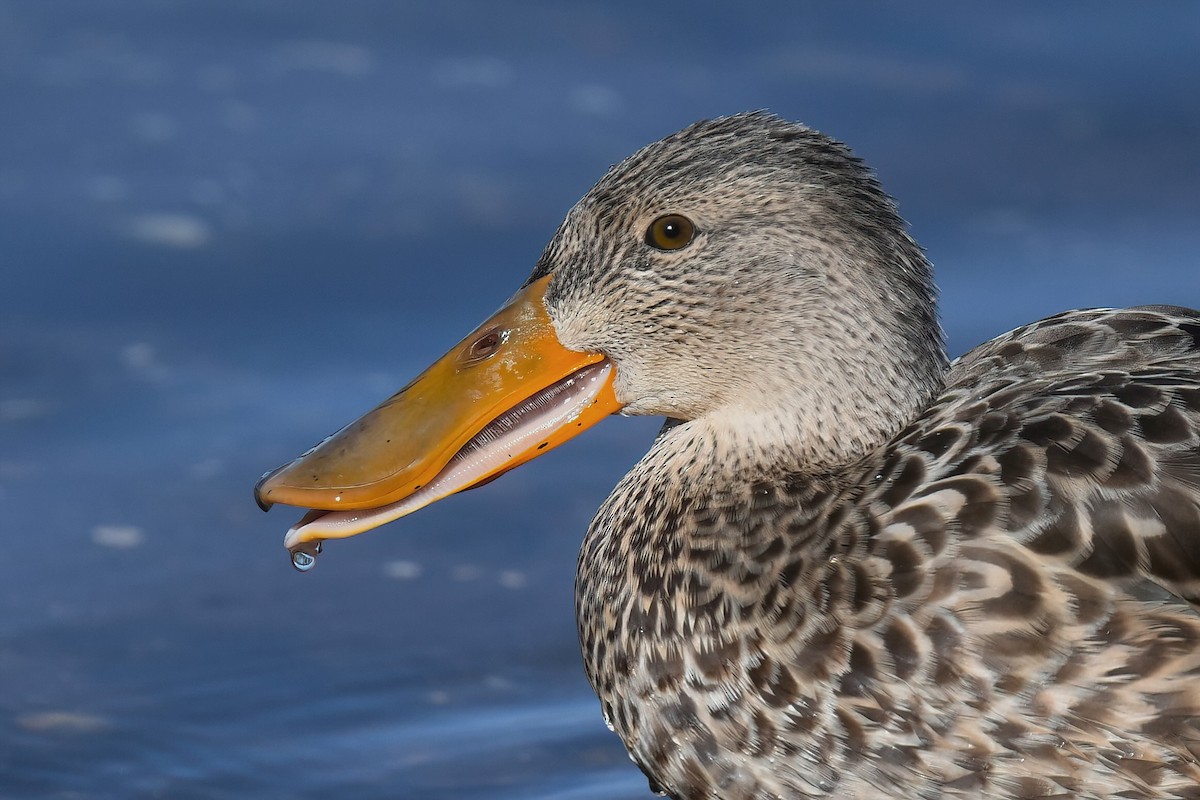 Löffelente - ML646727779