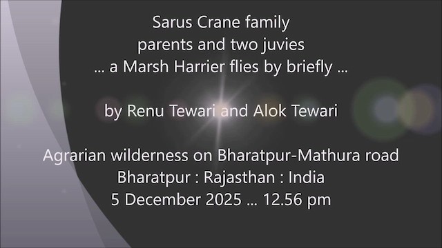 זרון סוף - ML646727780