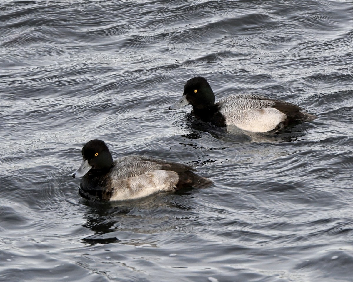 Lesser Scaup - ML646727781
