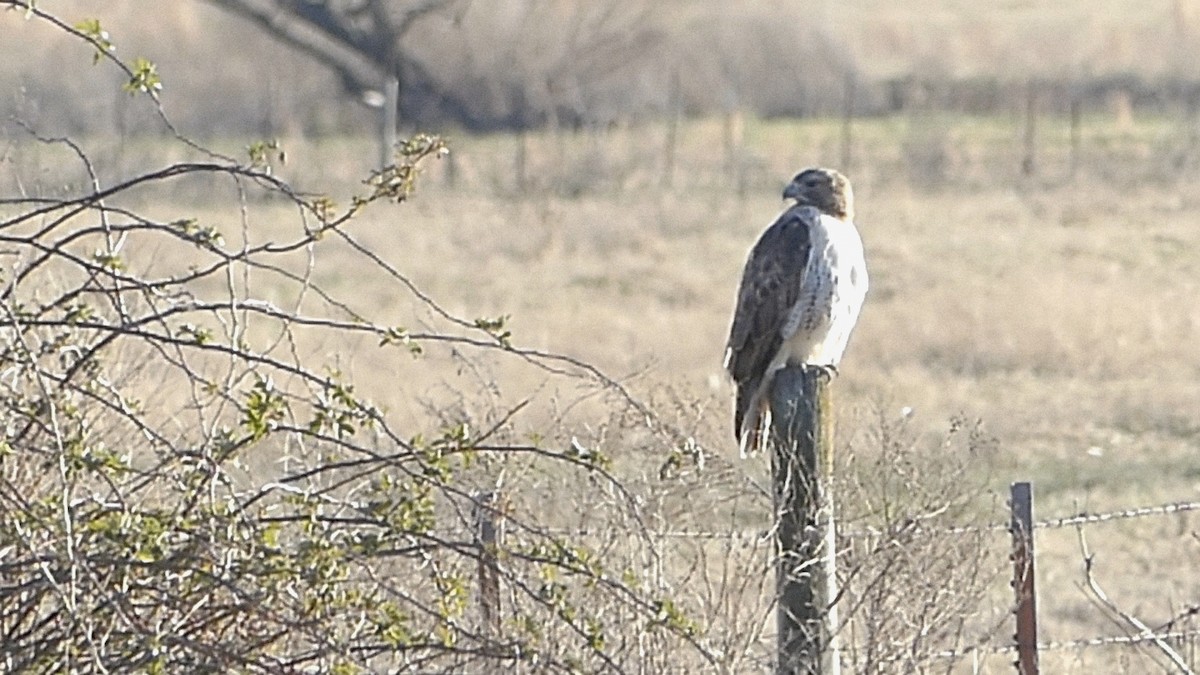 Poiana codarossa - ML646727784