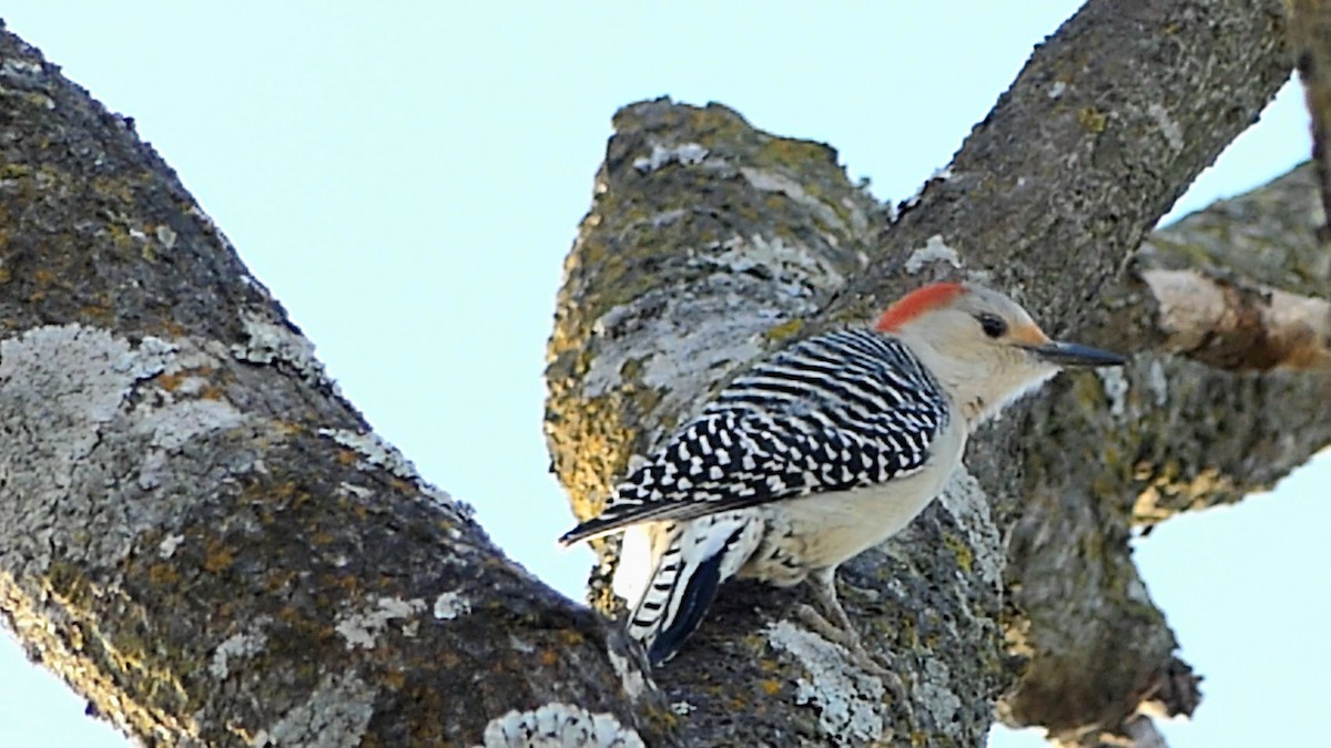 Red-bellied Woodpecker - ML646727786