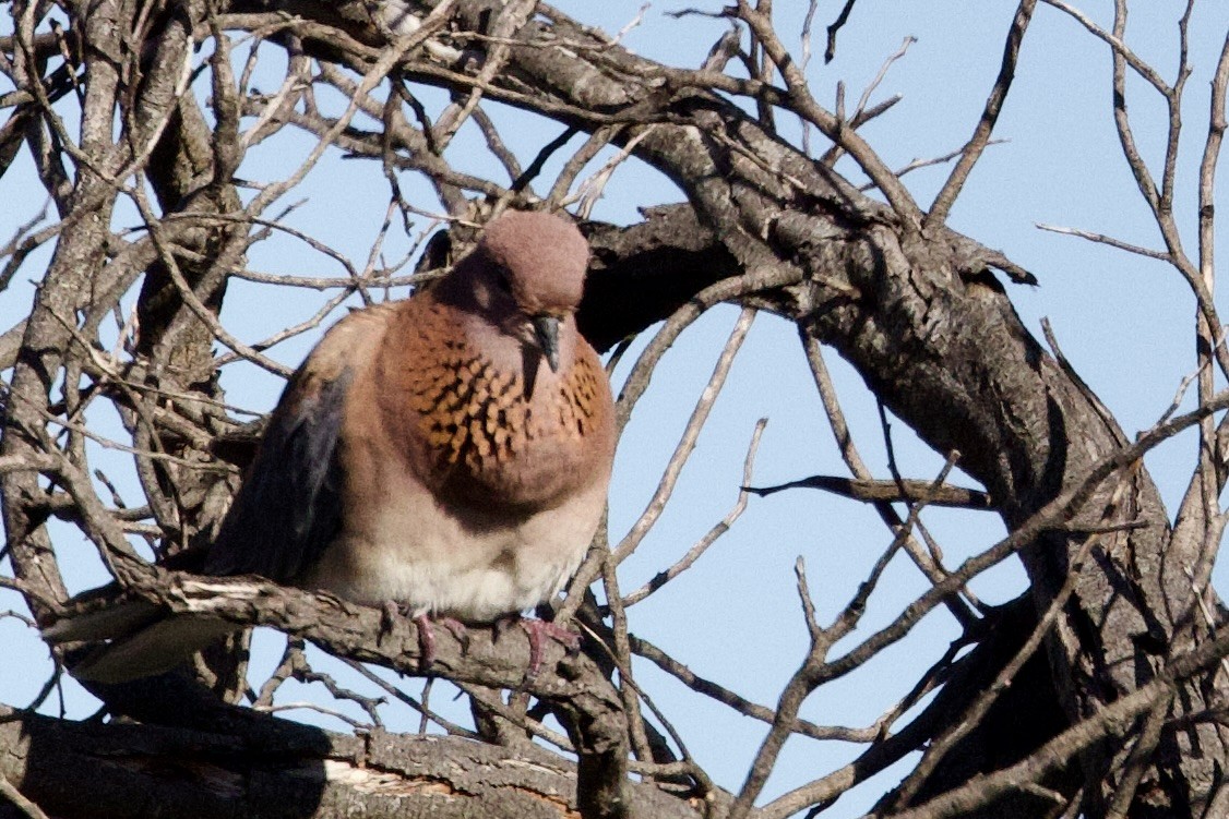 צוצלת - ML646727788