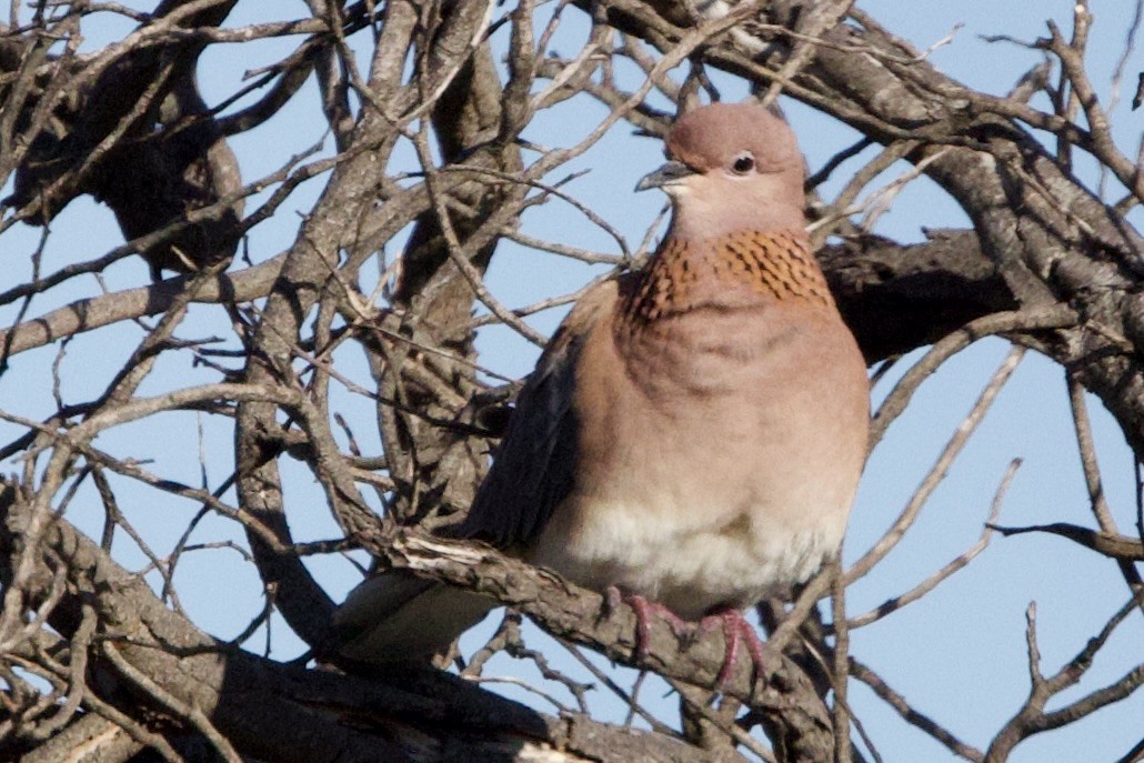 צוצלת - ML646727789