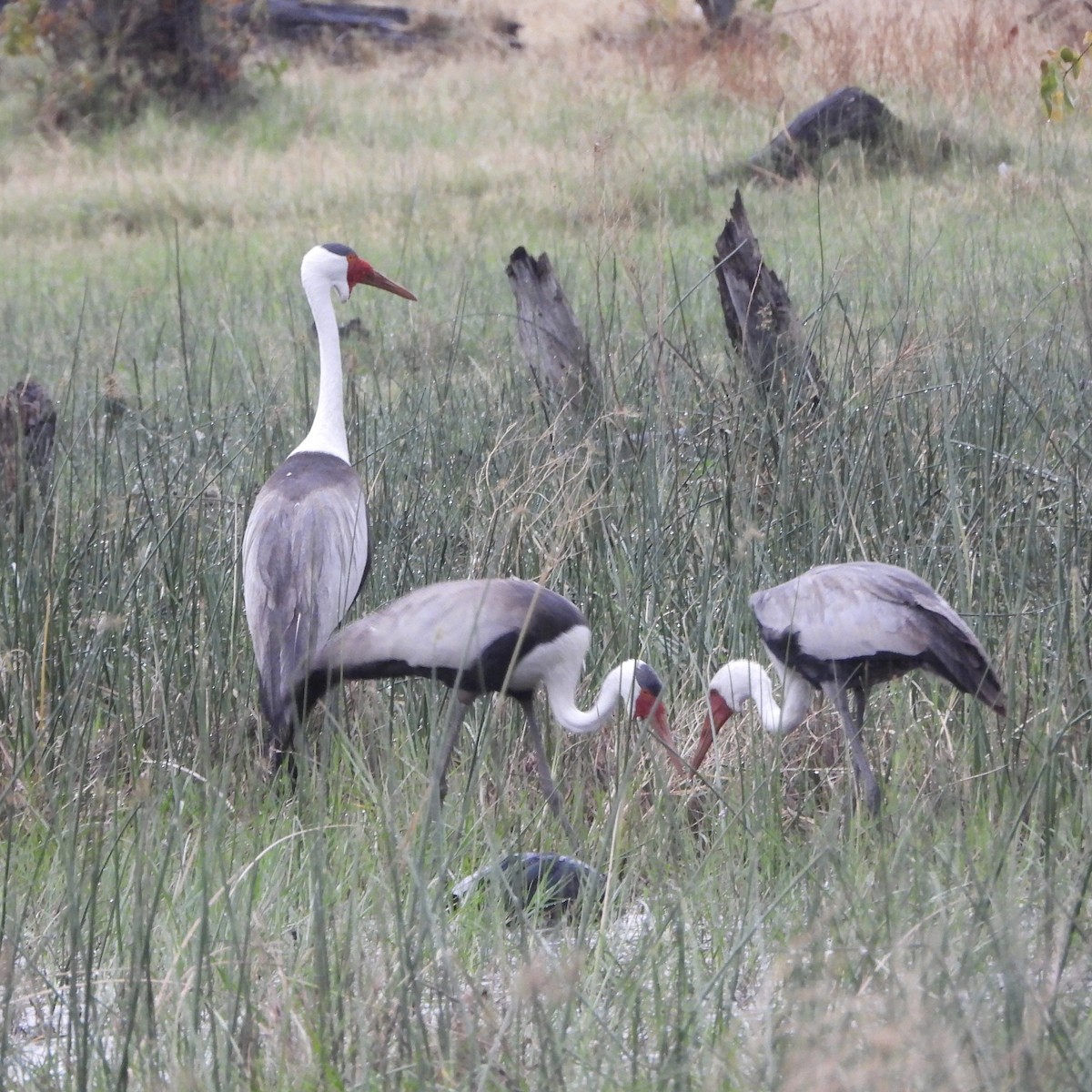 Wattled Crane - ML646727790