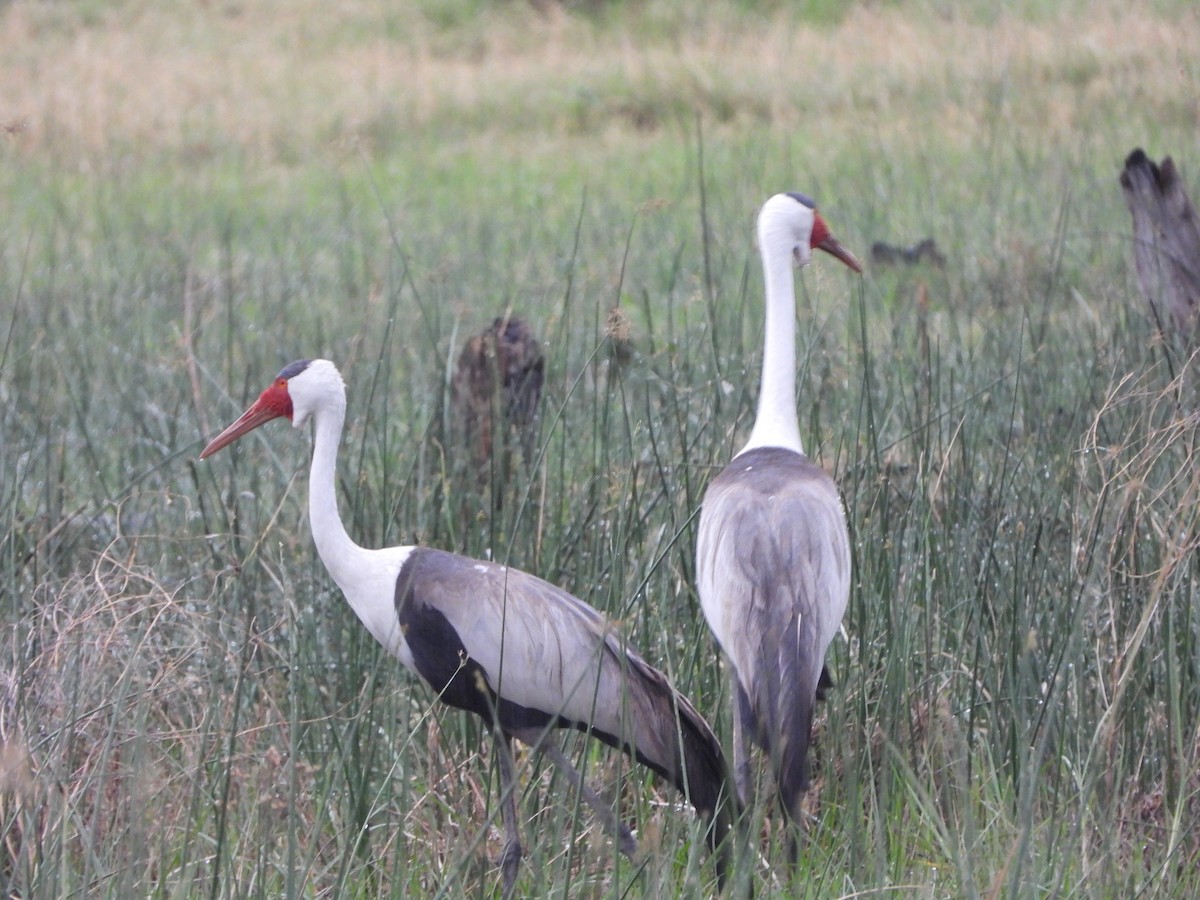 Wattled Crane - ML646727791
