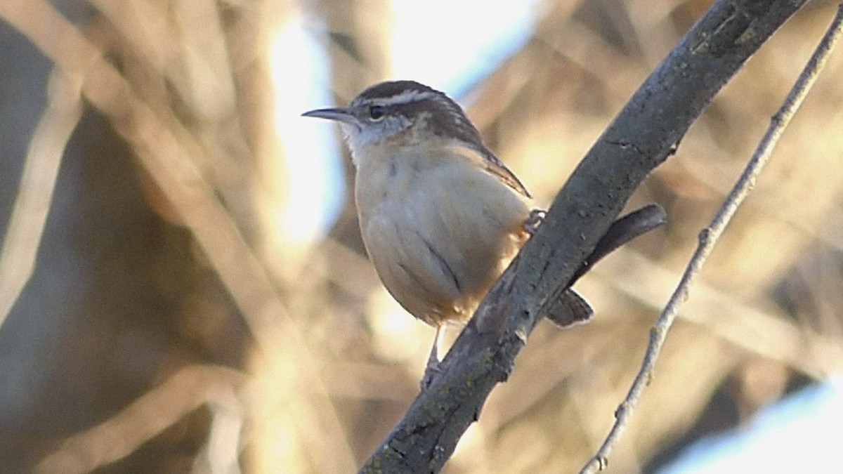 Carolina Wren - ML646727793