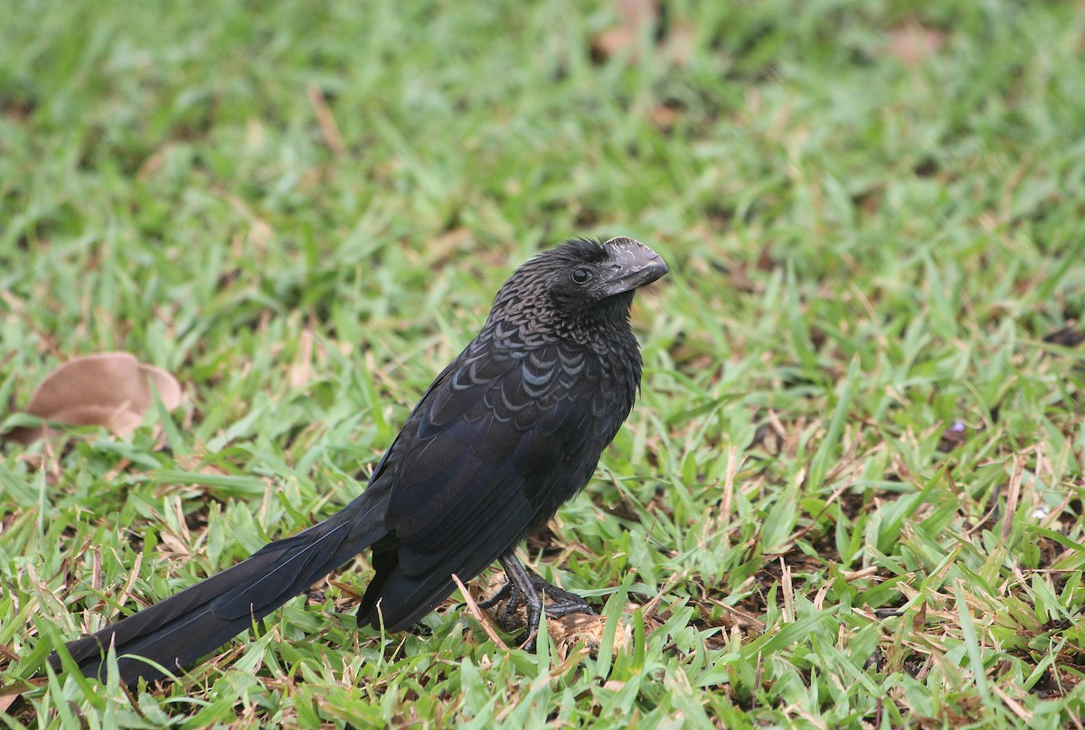 Ані товстодзьобий - ML646727795
