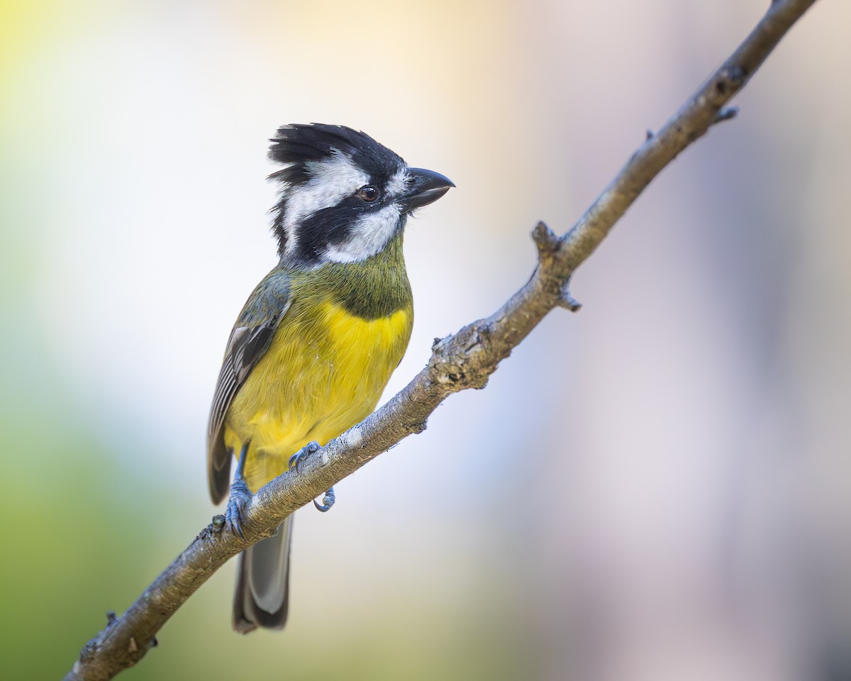 Eastern Shrike-tit - ML646727796