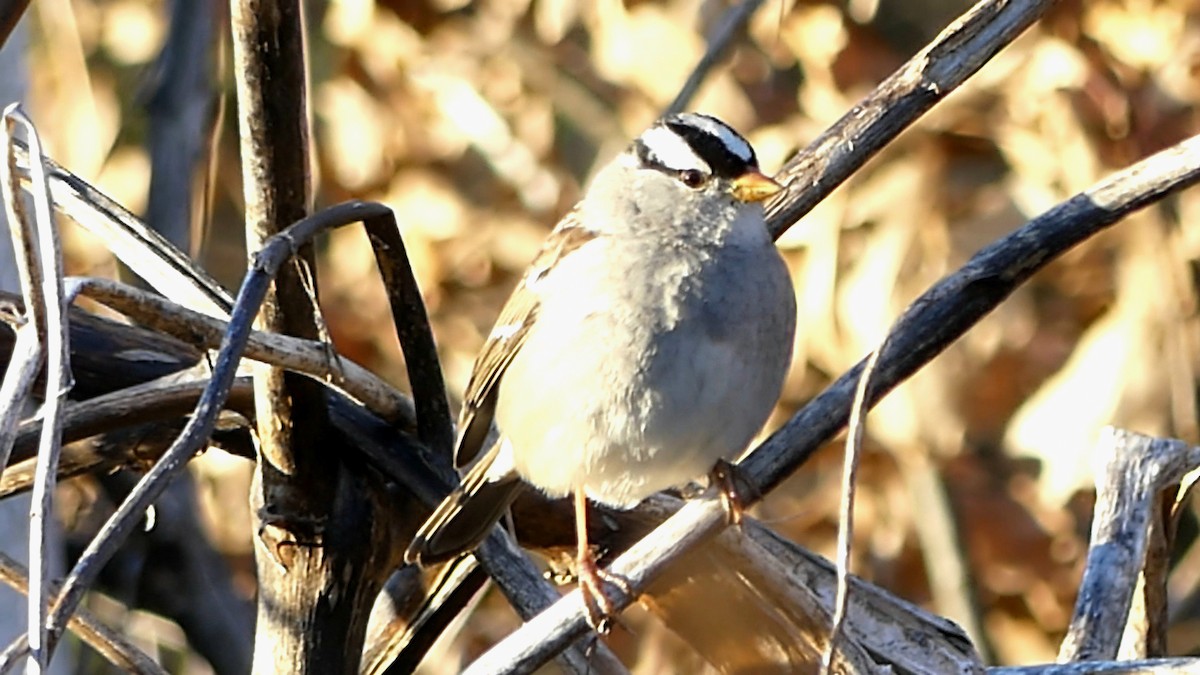 White-crowned Sparrow - ML646727797