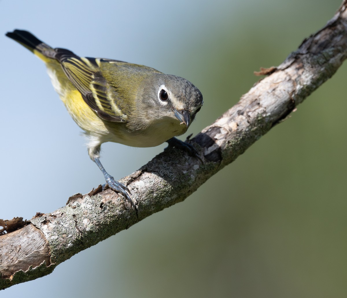 Blue-headed Vireo - ML646727800