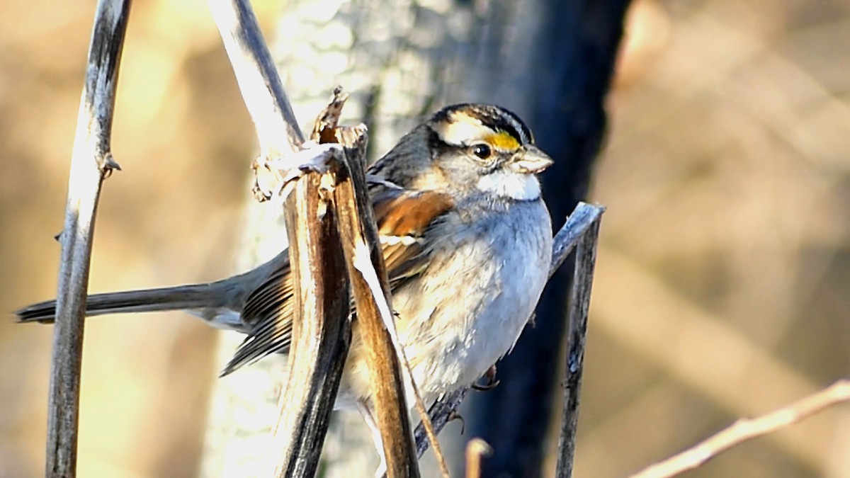 White-throated Sparrow - ML646727802