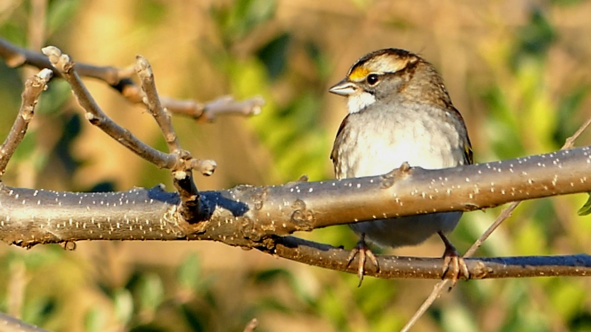 White-throated Sparrow - ML646727803