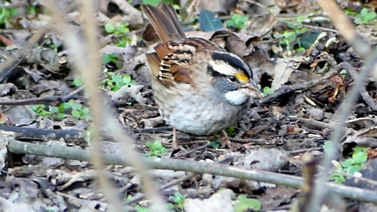 White-throated Sparrow - ML646727804