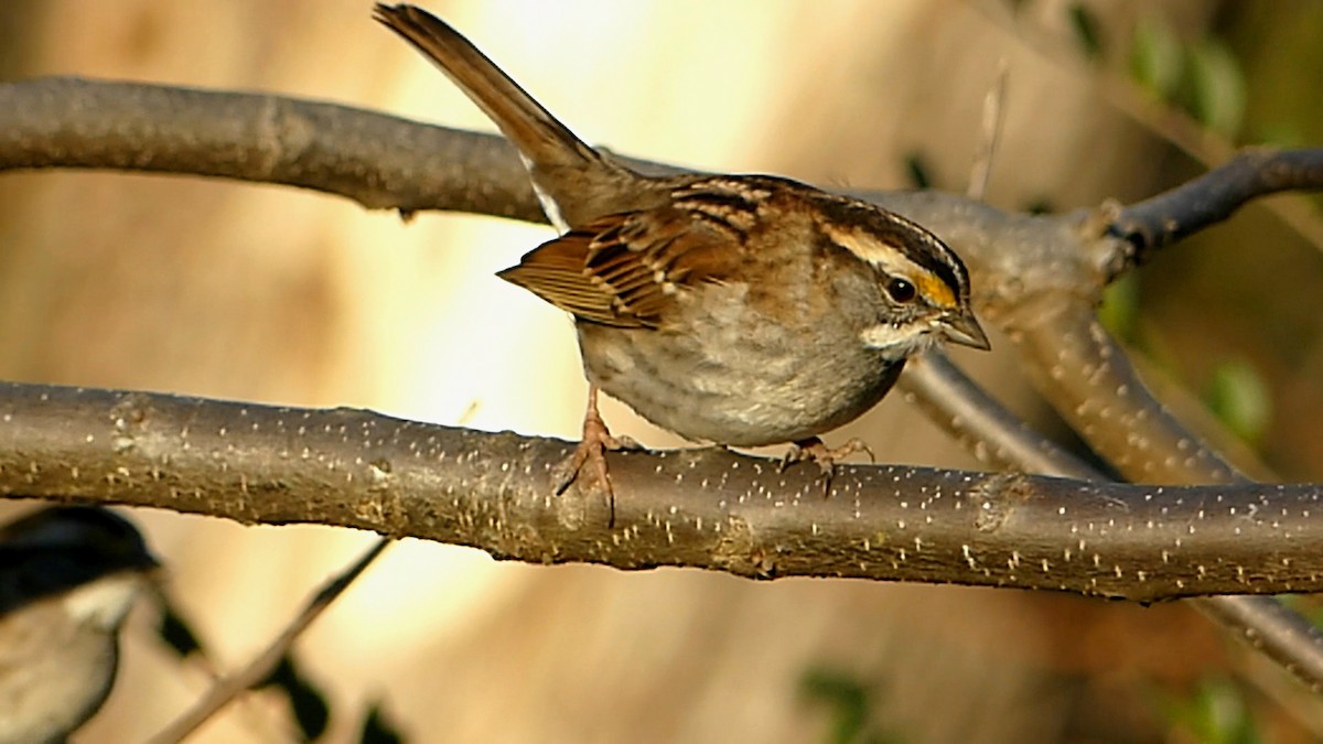 White-throated Sparrow - ML646727805