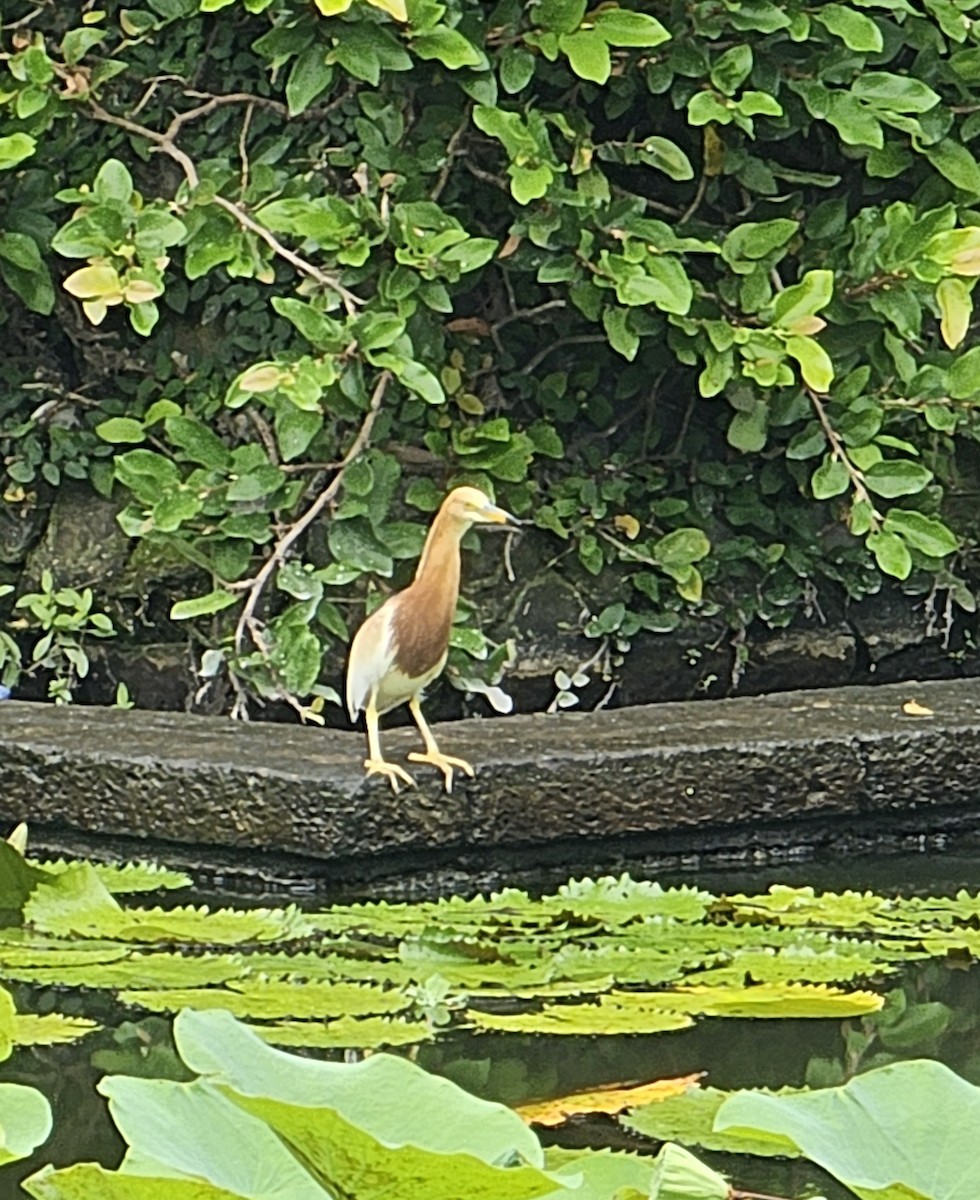 Javan Pond-Heron - ML646727806