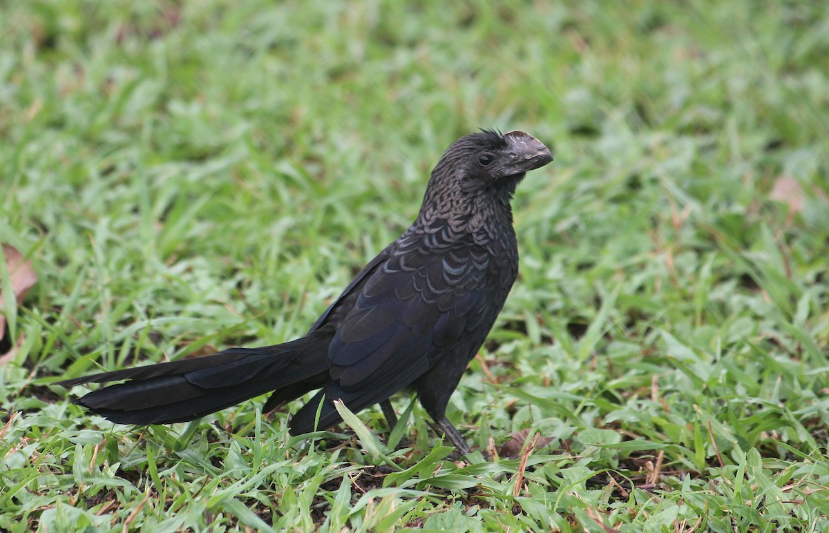 Ані товстодзьобий - ML646727807