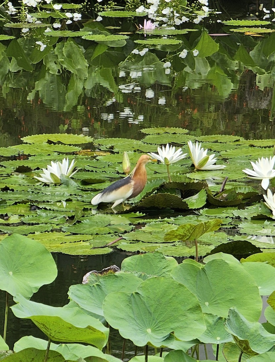 Javan Pond-Heron - ML646727814